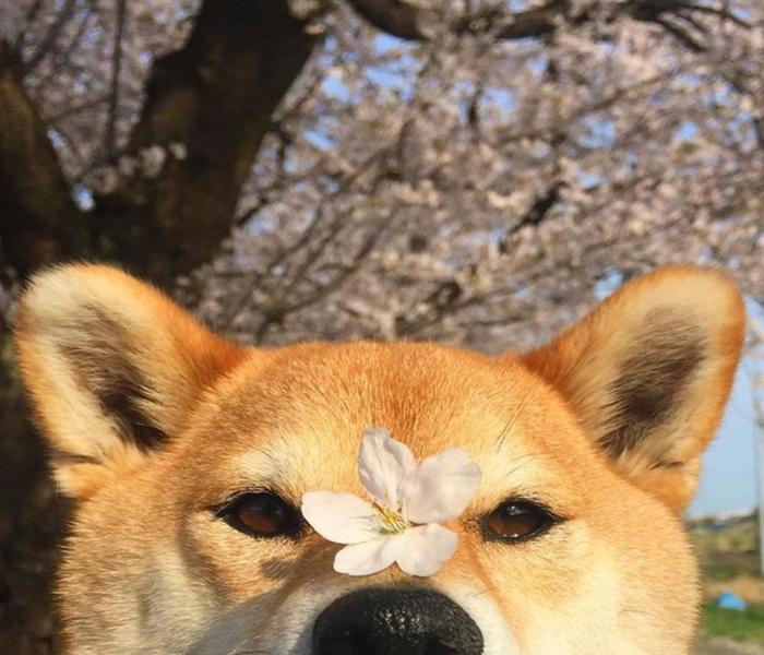 Ảnh avatar chó Shiba cute