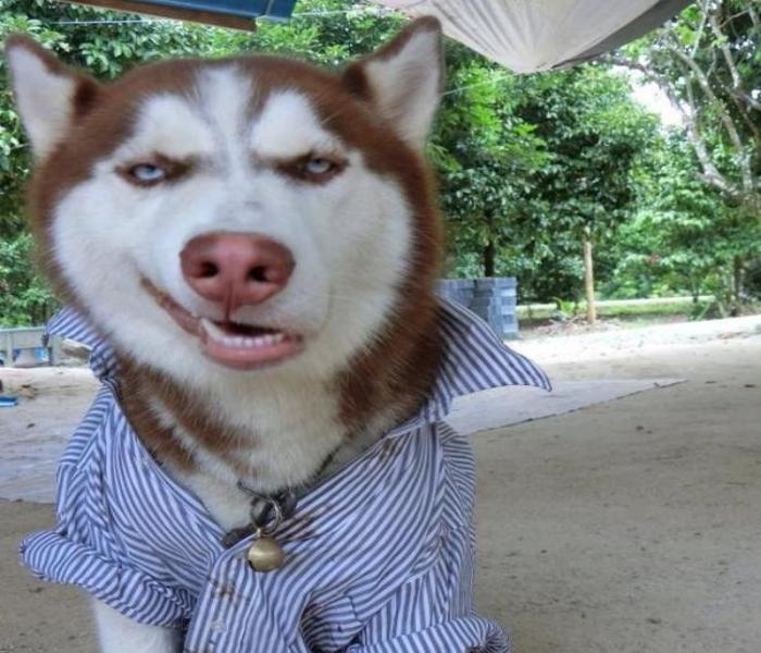 Hình avatar chó ngáo hài hước