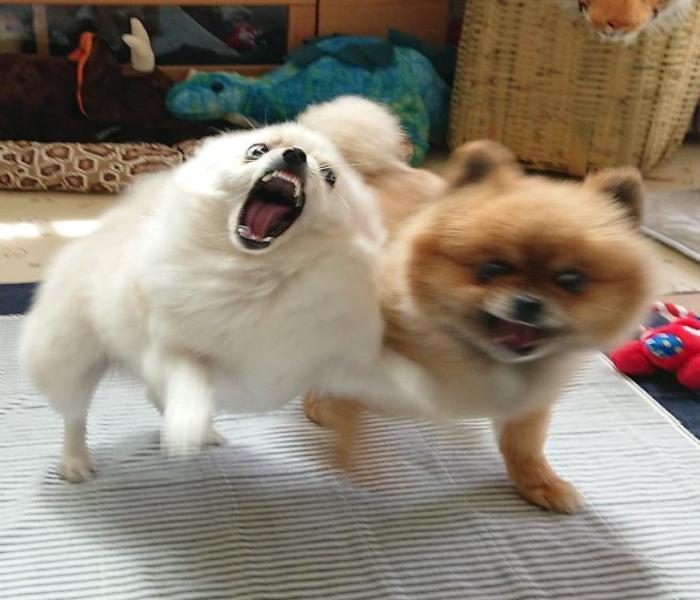 Hình ảnh chú chó sủa