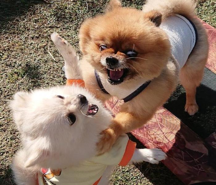 Hình ảnh chú chó sủa