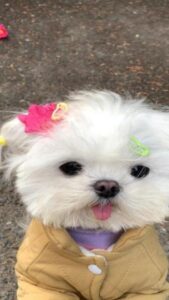 Hình nền chó đẹp cute cho điện thoại miễn phí