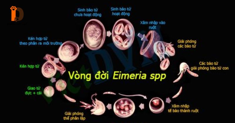 9 Loài Eimeria Gây Bệnh Và Đặc Điểm Nhận Diện Theo Vị Trí Ký Sinh