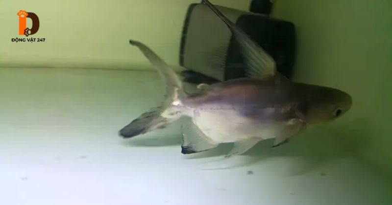 Bệnh thường gặp ở cá Thành Cát Tư Hãn