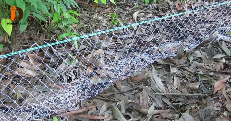 Biện pháp phòng tránh rắn tấn công đàn gà