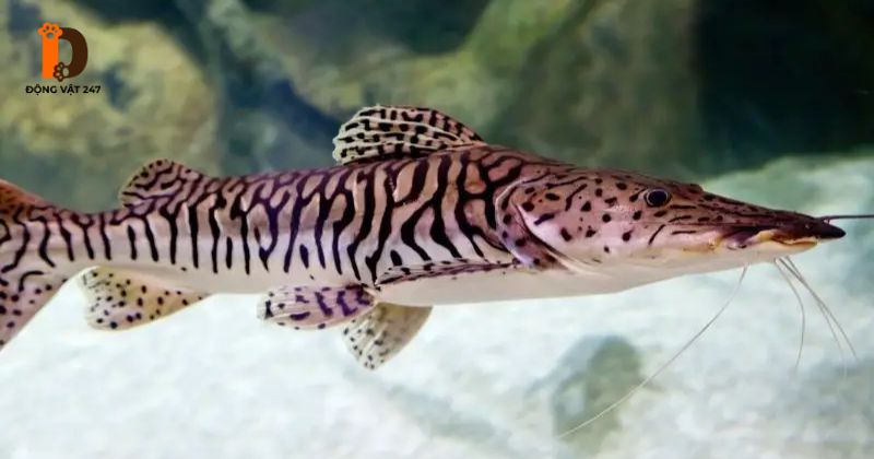 Cá Trê Cọp (Tiger Catfish) là gì