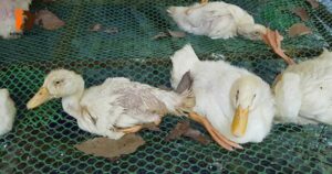 Cách Điều Trị Bệnh Bại Huyết Trên Vịt - Thuốc Đặc Trị E-Coli