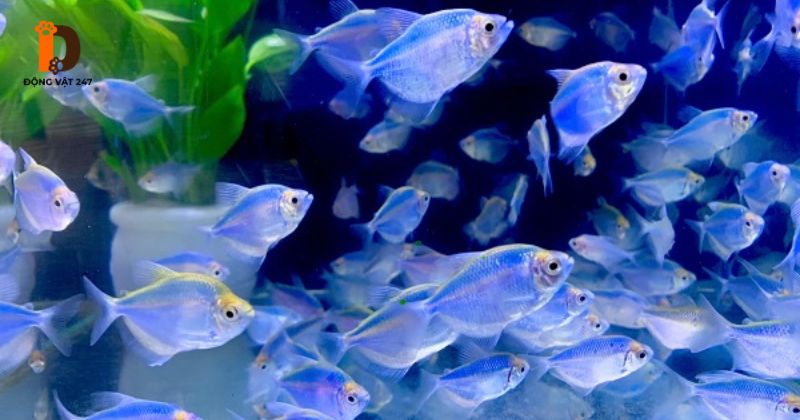 Cách Nuôi Cá Cánh Buồm Ngũ Sắc Khỏe, Màu Đẹp Tại Nhà