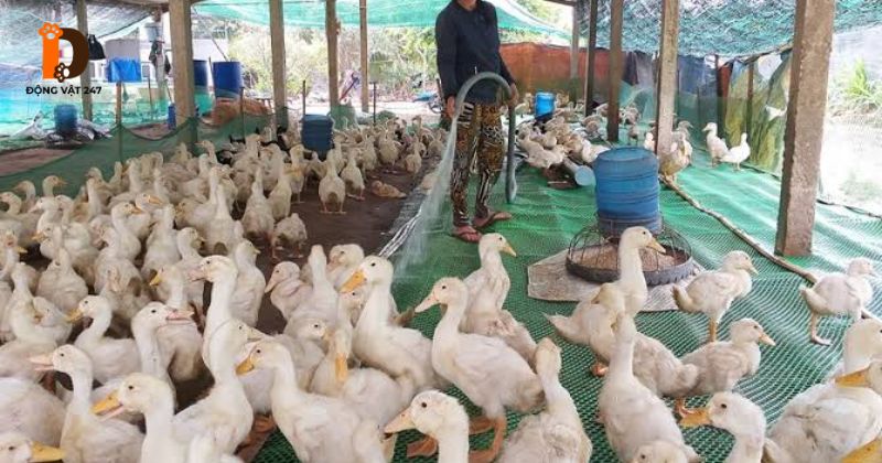 Cách điều trị bệnh bại huyết trên vịt và phác đồ thuốc đặc trị