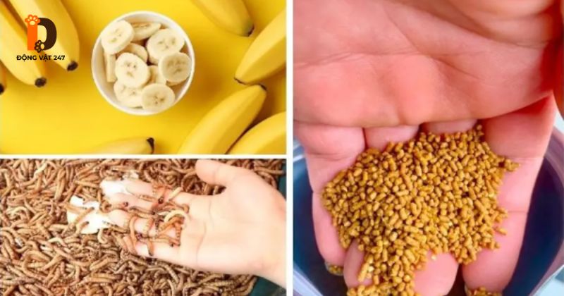 Chế độ dinh dưỡng của chim sẻ
