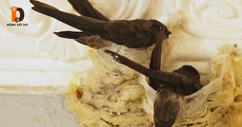 Chim yến làm tổ vào thời gian nào trong năm