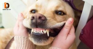 Chó Bị Sâu Răng, Gãy Răng Phải Làm Sao_ Cách Cầm Máu