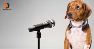 Chó sủa 3 tiếng ngắt quãng là điềm gì