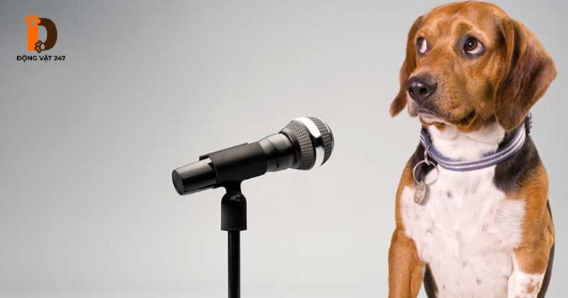 Chó sủa 3 tiếng ngắt quãng là điềm gì