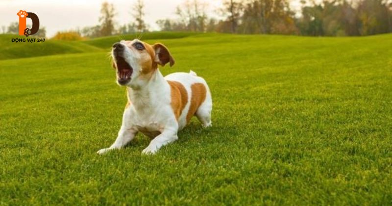 Chó sủa 3 tiếng ngắt quãng là điềm gì
