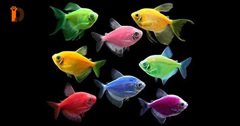 Đặc Điểm Nhận Diện Và Phân Biệt Giống