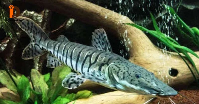 Đặc đIểm nhận dạng cá trê cọp