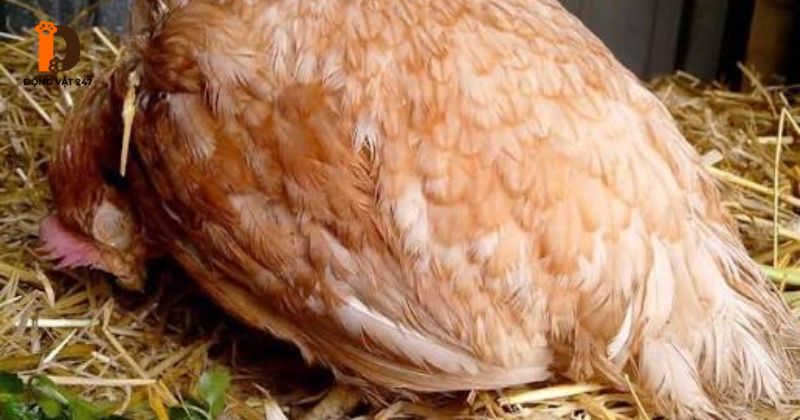 Dấu hiệu gà bị rắn cắn chính xác nhất