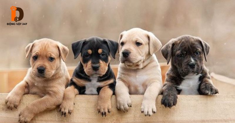 Đầu năm nuôi chó có tốt không