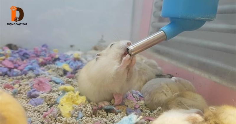 Điều trị tiêu chảy ở hamster
