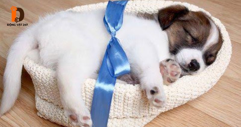 Được tặng chó có tốt không