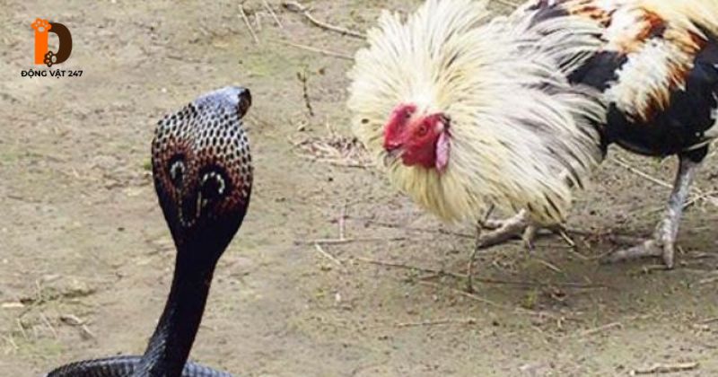 Gà bị rắn độc cắn có ăn được không
