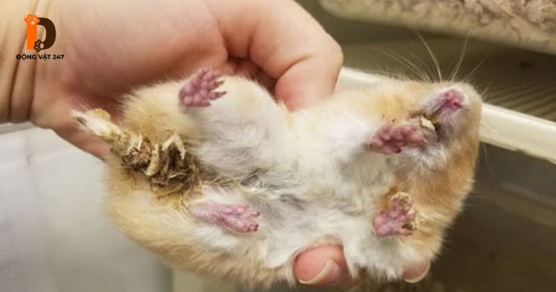Hamster bị tiêu chảy cho ăn và uống thuốc gì