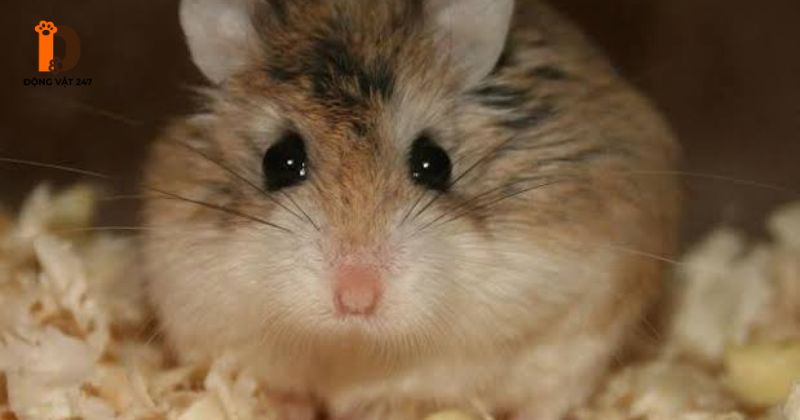 Hamster nằm im mở mắt nguy hiểm không