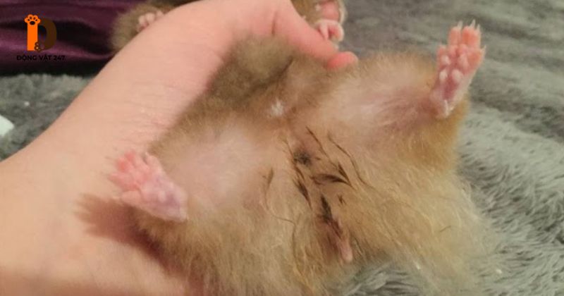 Nguyên nhân và dấu hiệu tiêu chảy hamster