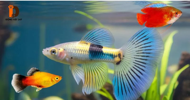 Những loại cá cảnh không cần oxy đẹp và dễ nuôi