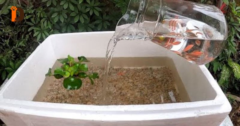 Nuôi cá trong thùng xốp có tốt không
