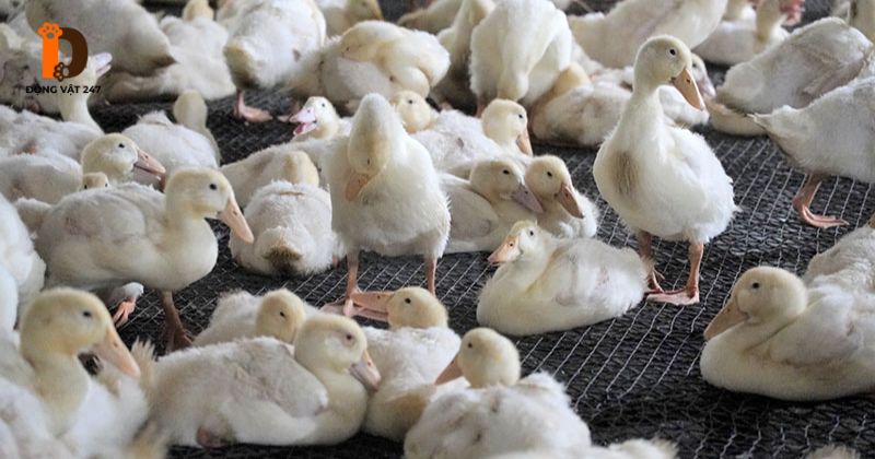 Quy trình phòng bệnh bại huyết trên vịt hiệu quả