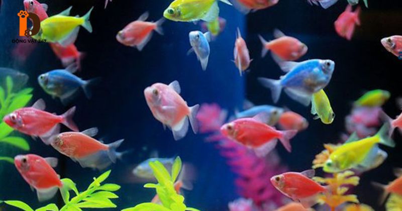 Sinh Sản Cá Cánh Buồm Ngũ Sắc_ Quy Trình Chi Tiết