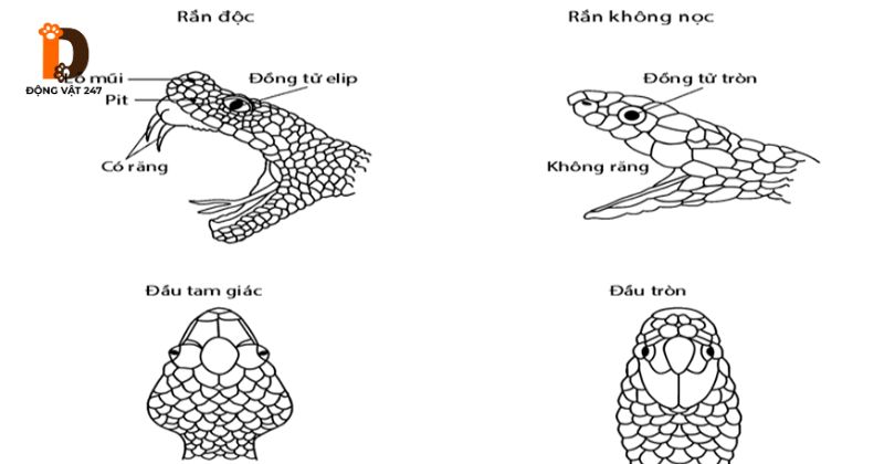 So sánh rắn độc và rắn không độc