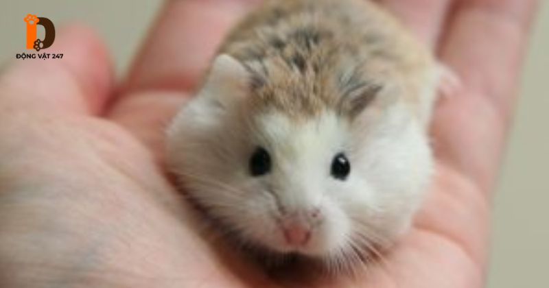 Tại sao chuột hamster nằm im mở mắt