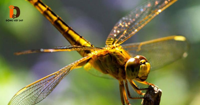 Tìm hiểu về loài chuồn chuồn (Odonata)
