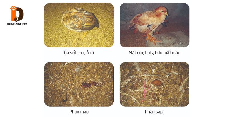 Triệu Chứng Nhận Biết Bệnh Cầu Trùng Ở Gà (Từ Sớm Đến Muộn)