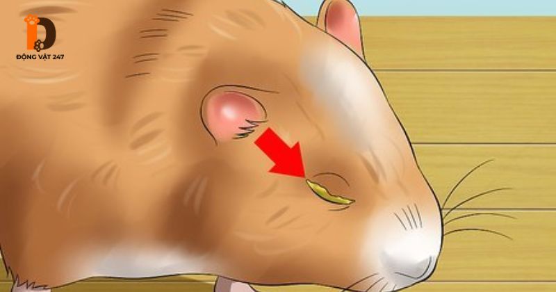 bệnh về mắt hamster