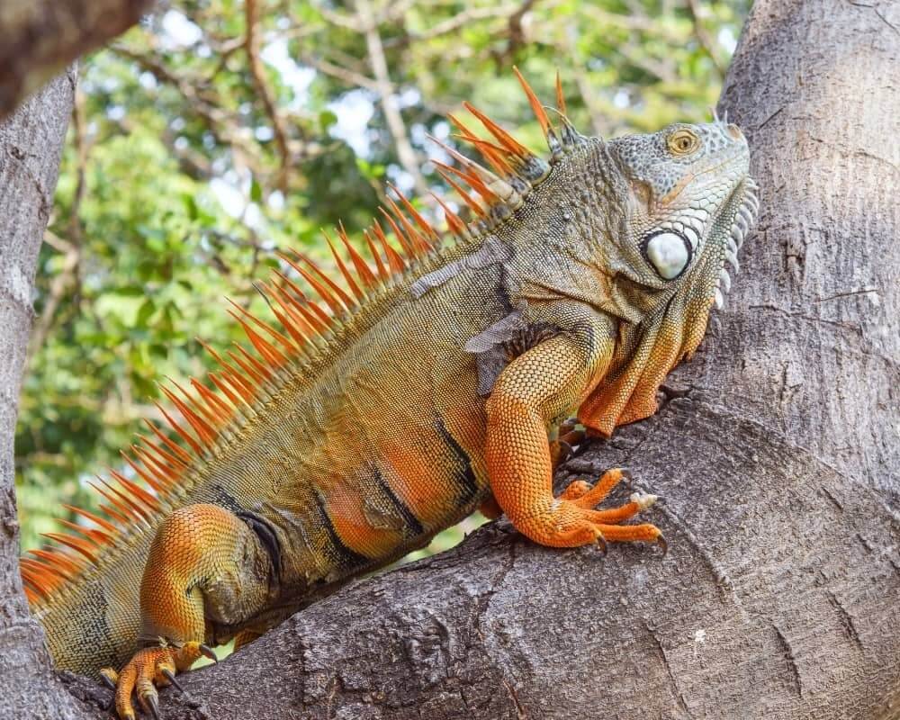 Bò sát