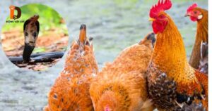 gà bị rắn cắn - có nên ăn thịt gà bị rắn rắn
