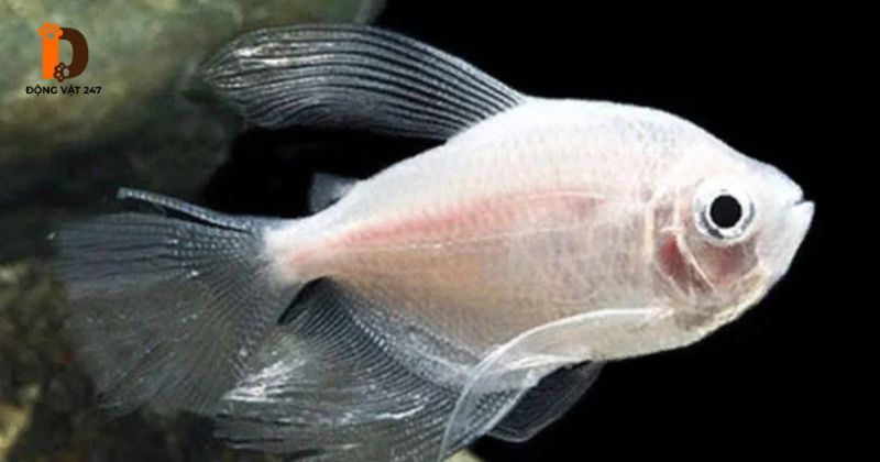 khắc phục cá cánh buồm mất màu