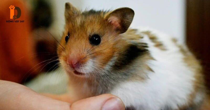 khắc phục và chăm sóc hamster