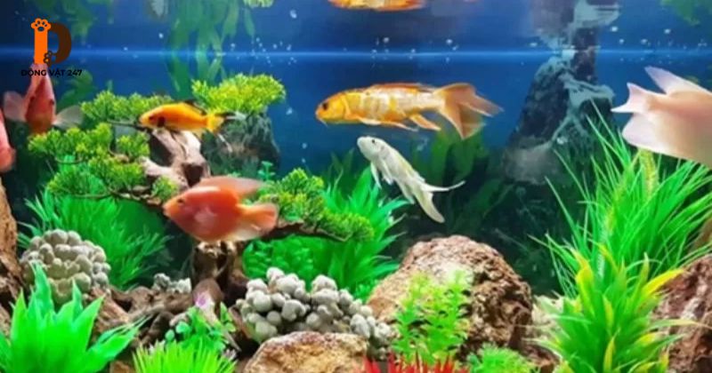 loài cá không cần máy sủi oxy