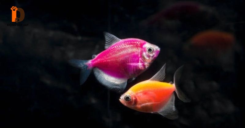 màu sắc của cá thay đổi