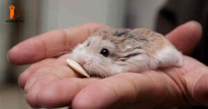 nguyên nhân hamster nằm im mở mắt