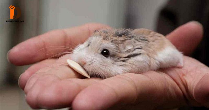 nguyên nhân hamster nằm im mở mắt