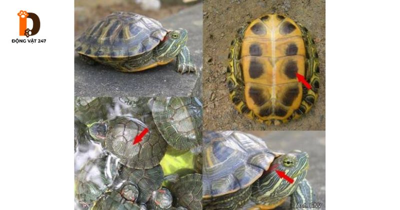 nhận dạng rùa tai đỏ mai vàng