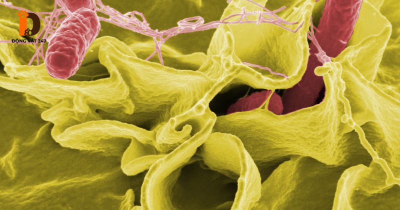 vi khuẩn salmonella