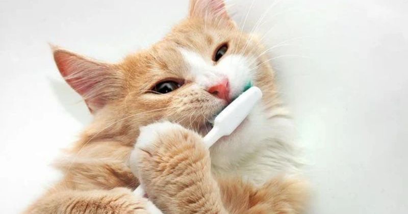 Biện pháp phòng tránh mèo bị lở miệng