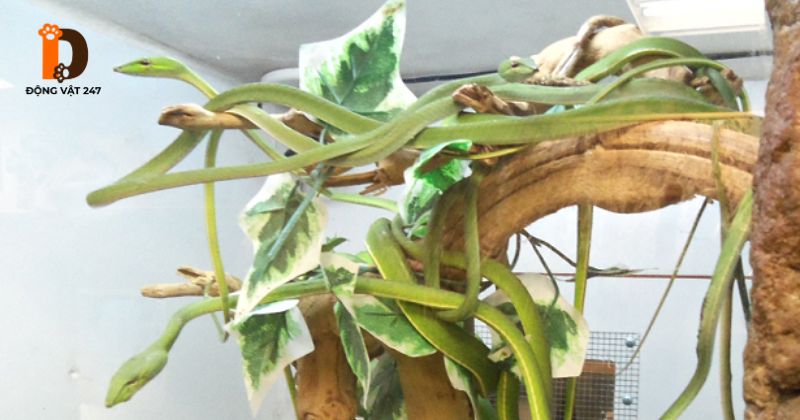 Có nên nuôi rắn lục kim làm cảnh không