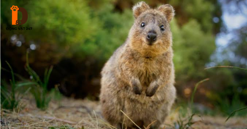 Đặc điểm hình dáng, thức ăn và nơi sinh sống của con Quokka